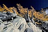 Alpine Larch on Granite